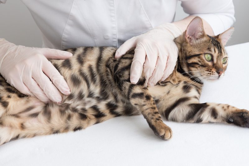 vet checking a cat's stomach