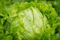 Can Cats Eat Lettuce? Vet-Verified Benefits & Precautions - Catster