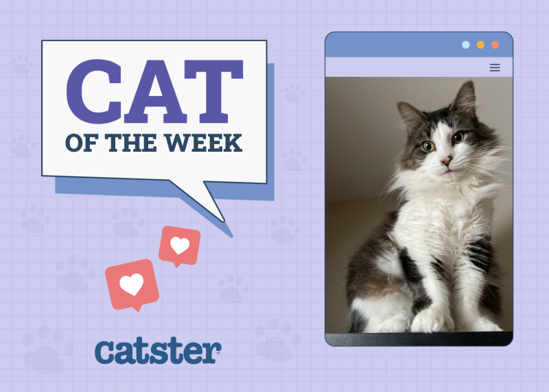Cat Of The Week Nov 28