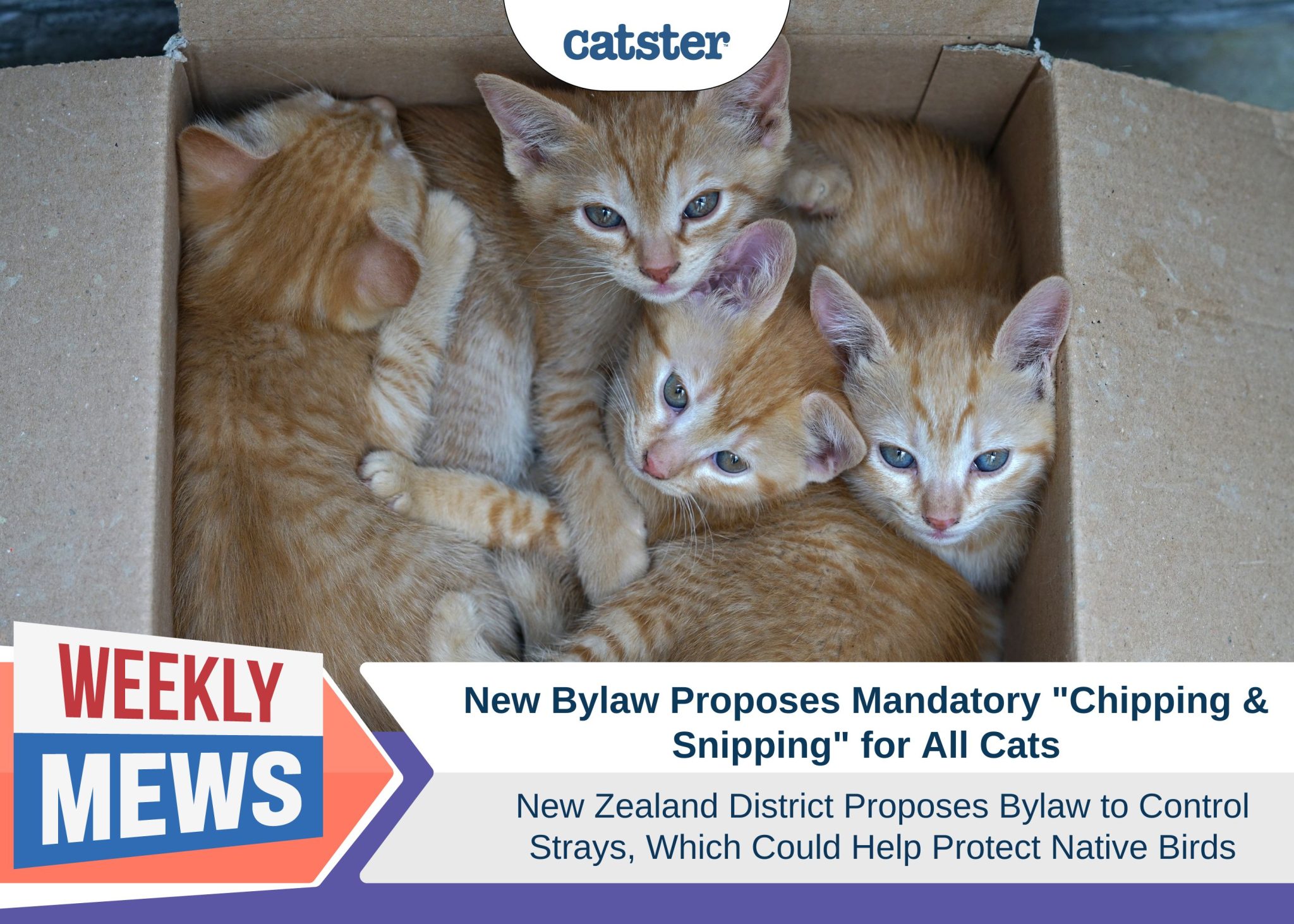 Catster_Weekly Mews_Mandatory Chipping & Snipping New Zealand Proposed Bylawjpg