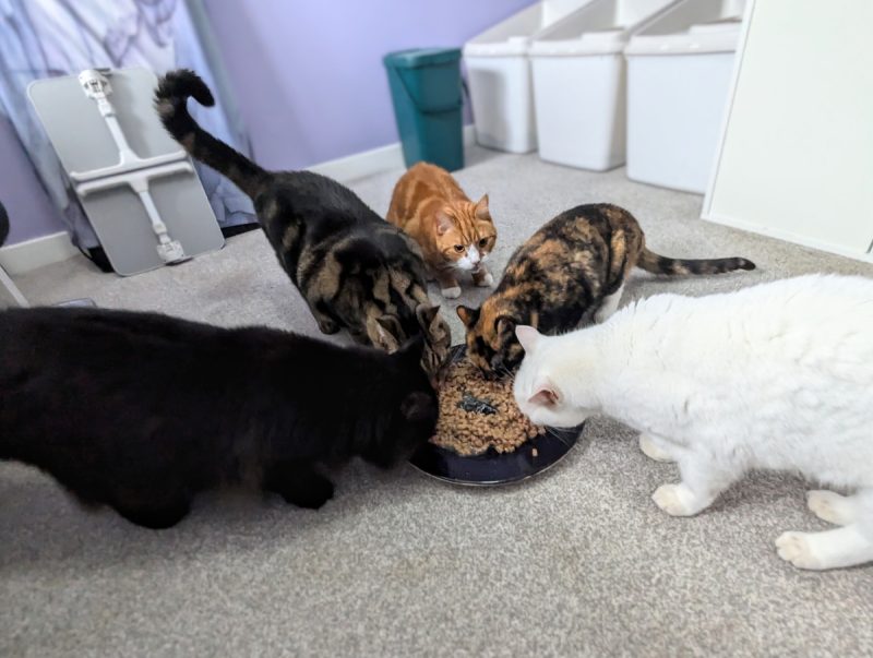 Five Feasting Felines