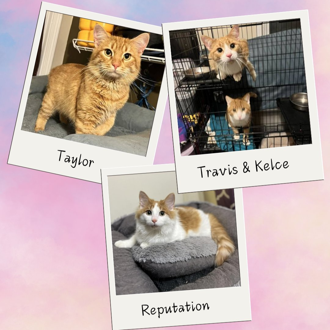 Some Taylor Swift-inspired kitty names