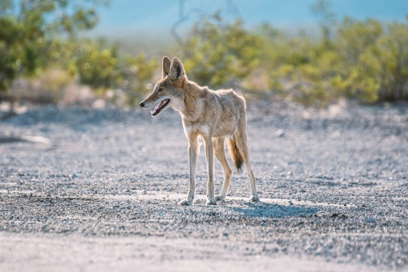 coyote on the dirt road