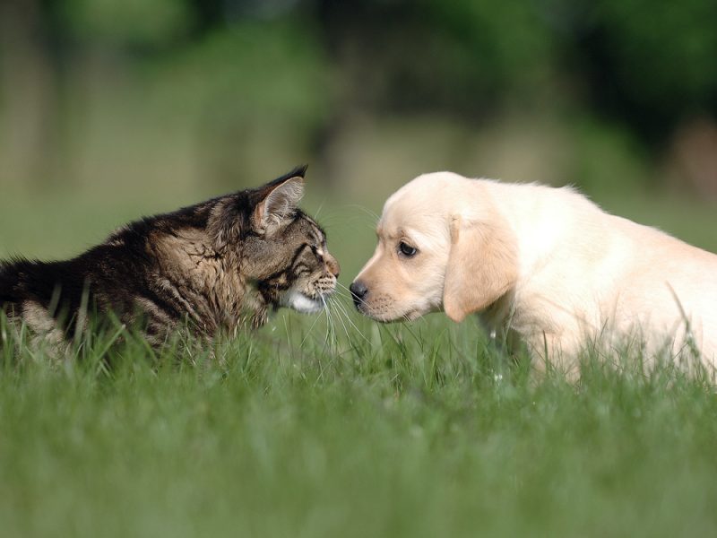 cat and dog nose to nose outdoors