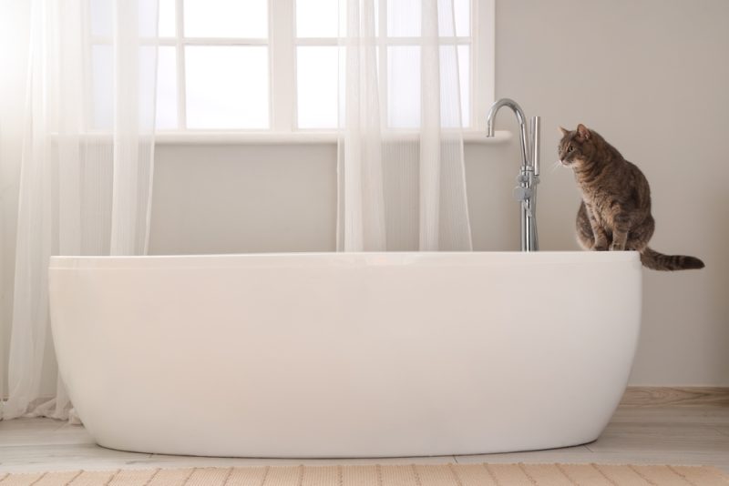 cat on top of bathtub