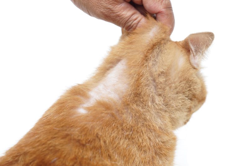 cat with bald spot on neck