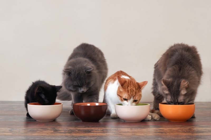 multiple cats eating from a bowl at home