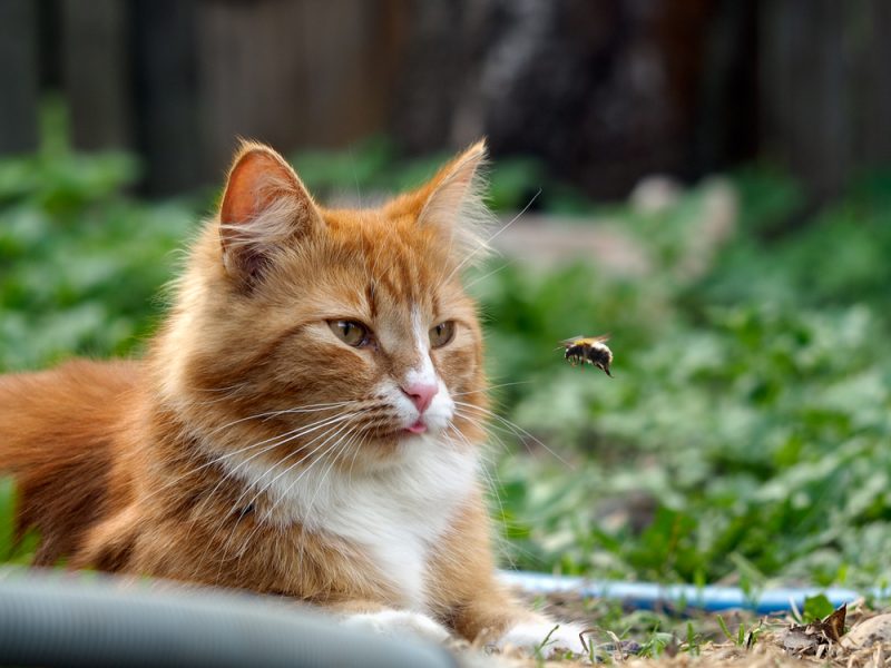 tabby cat watching a bee