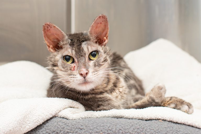 Bald Spots on Cats: 10 Vet-Verified Causes & Treatment Options - Catster - Demodectic Mange In Cat Treatment Options