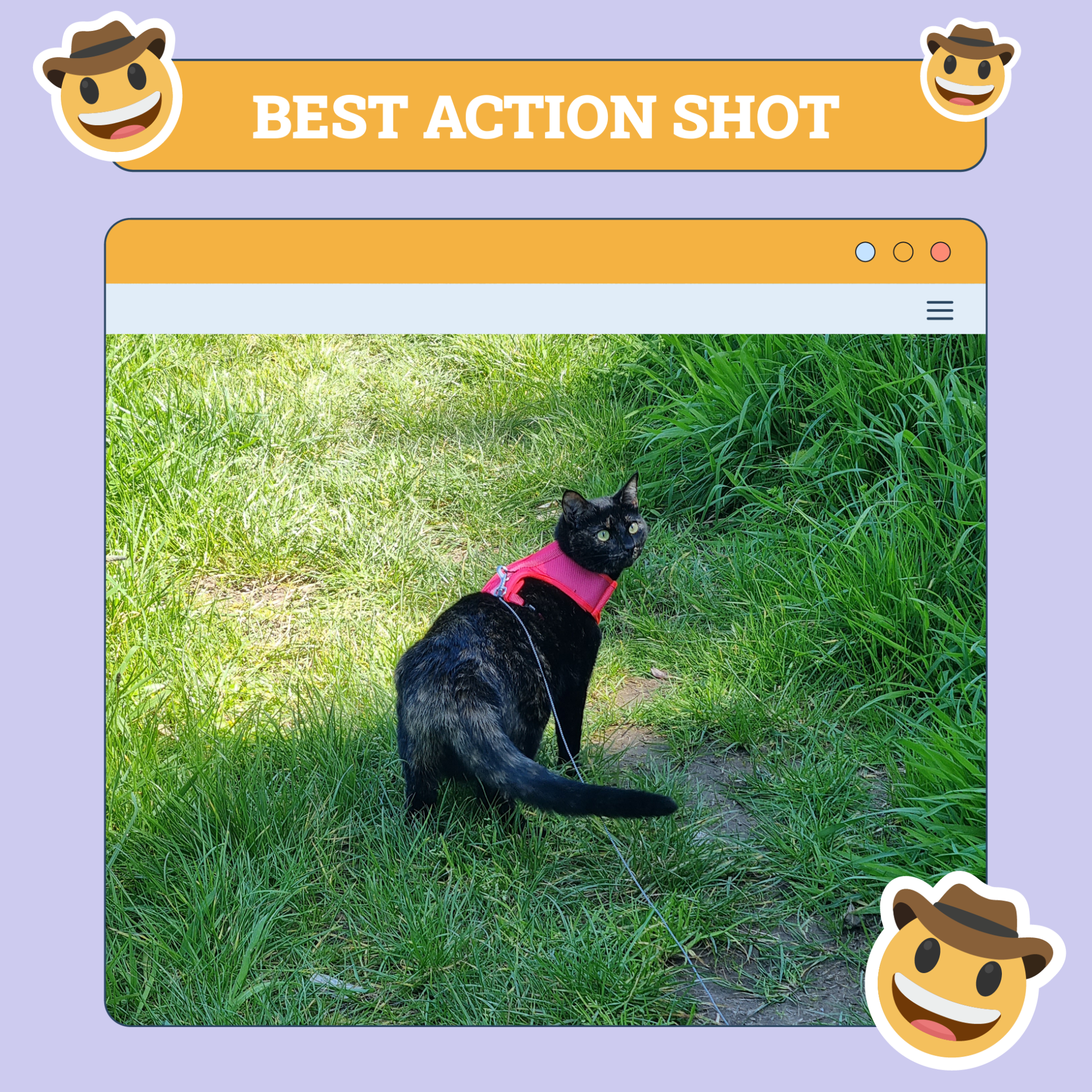 Best Action Shot Cat Week