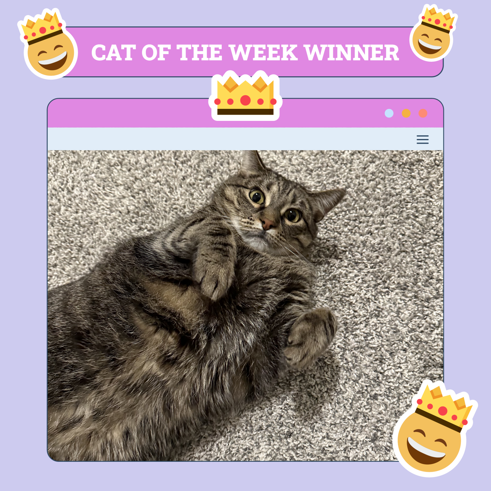Cats of the Week Winners (December 12, 2024)