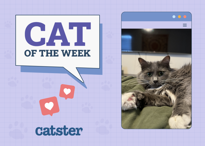 Cat of the Week Dec 4
