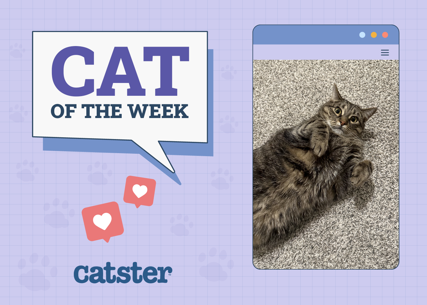 Catster Photograph Contest: Cats of the Week Winners (December 12, 2024)