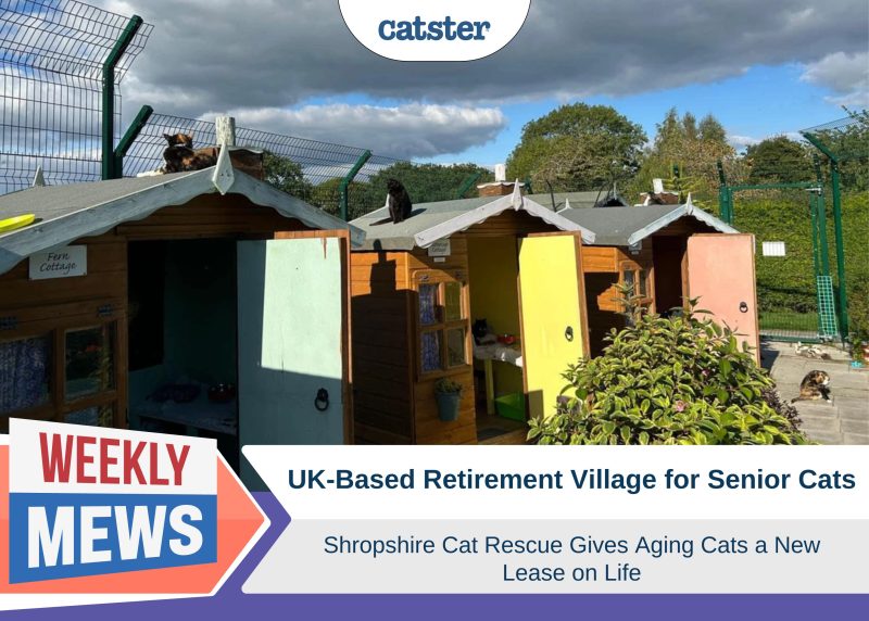 Catster_Weekly Mews Shropshire Cat Rescue