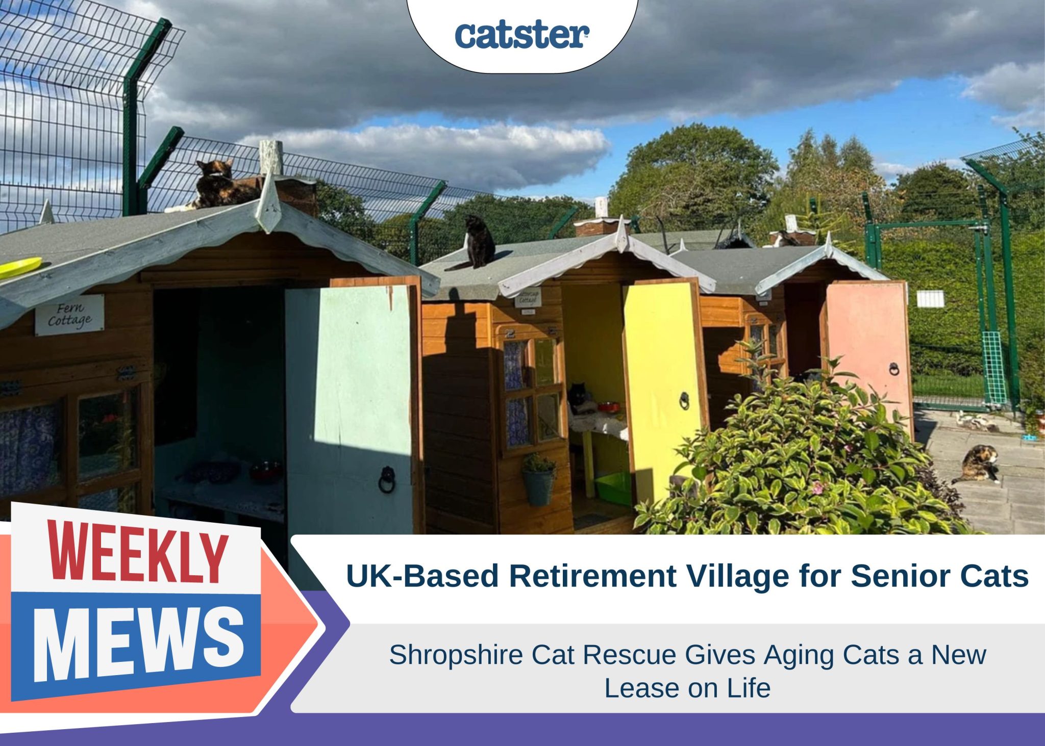 Catster_Weekly Mews Shropshire Cat Rescue