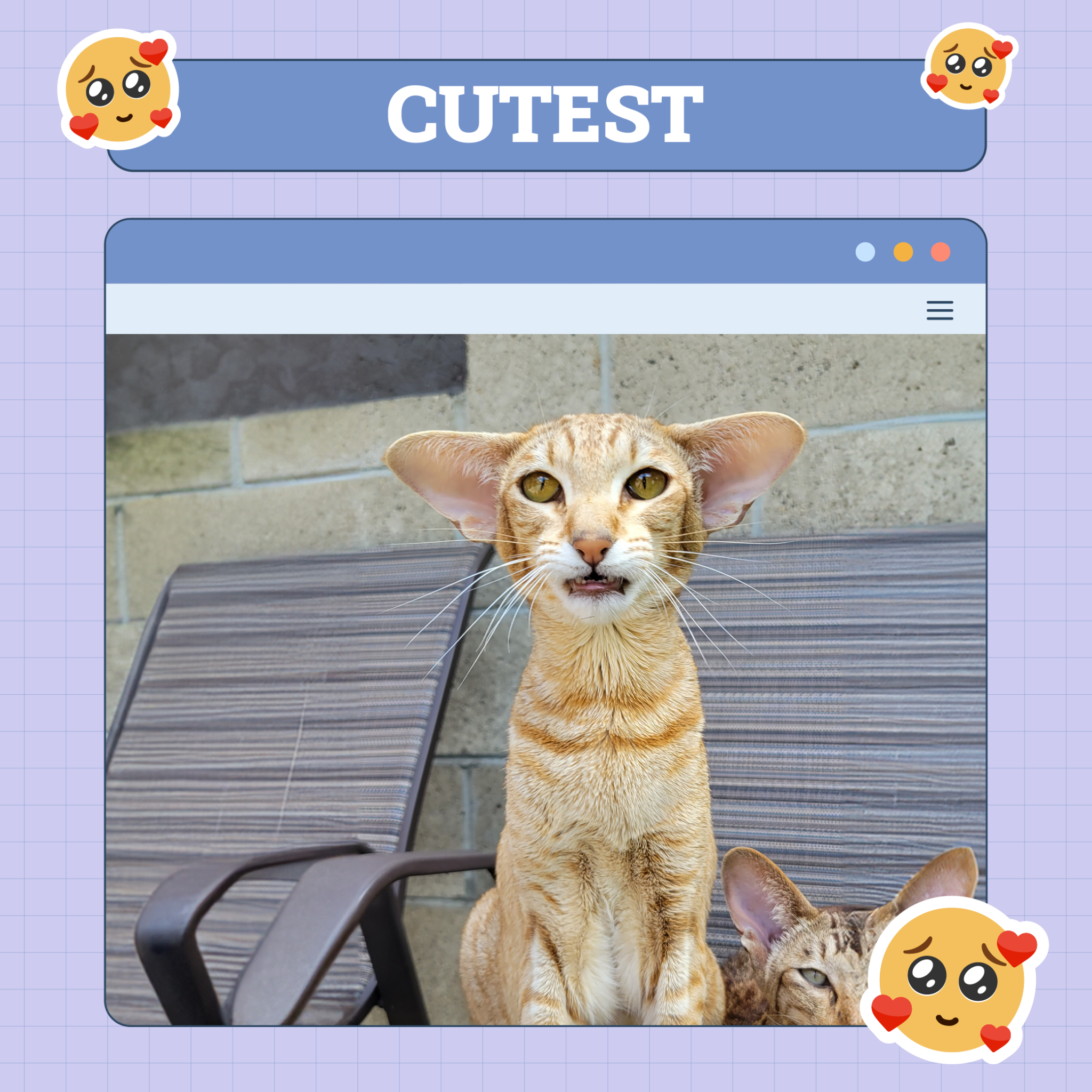 Cats of the Week Winners (December 12, 2024)