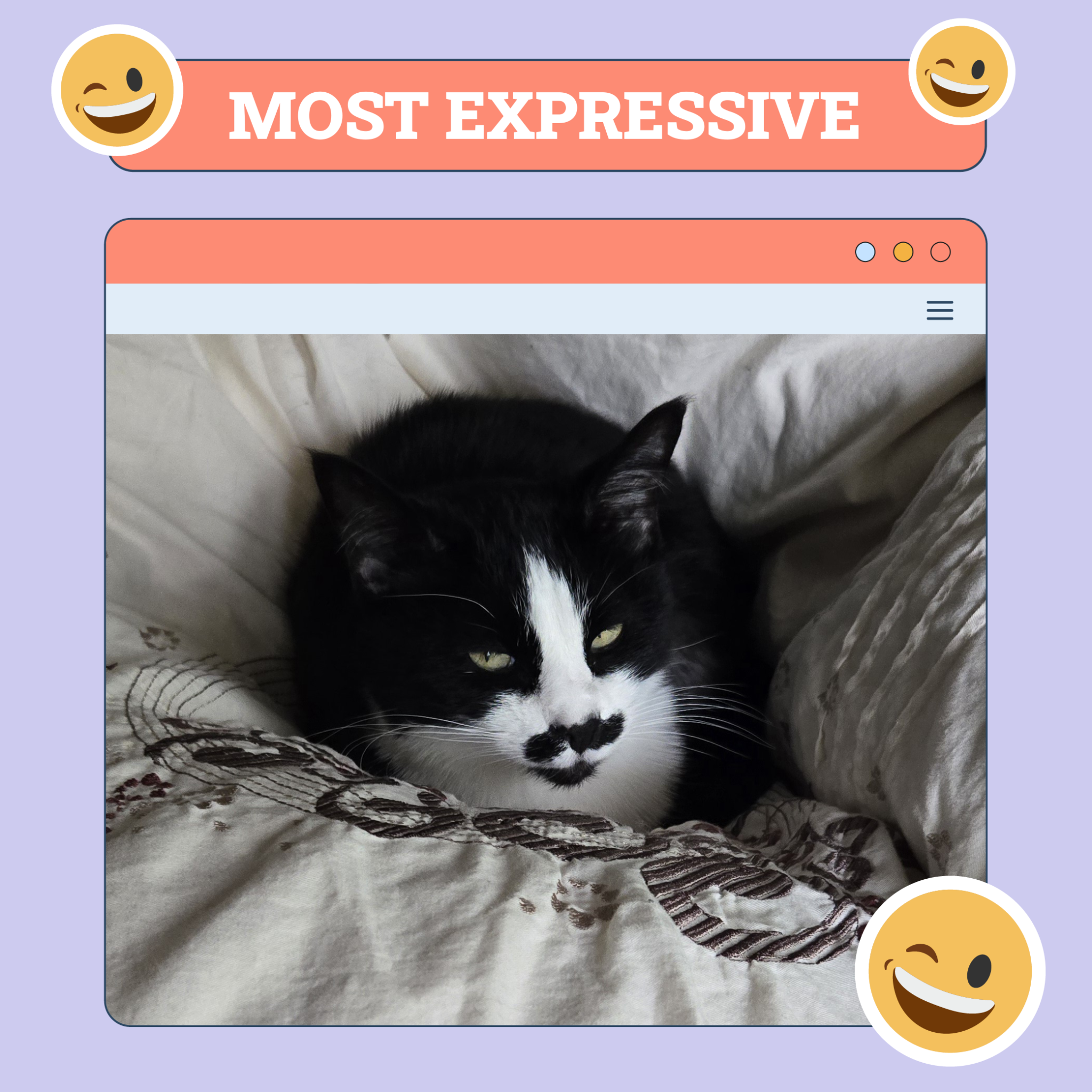 Cats of the Week Winners (December 12, 2024)