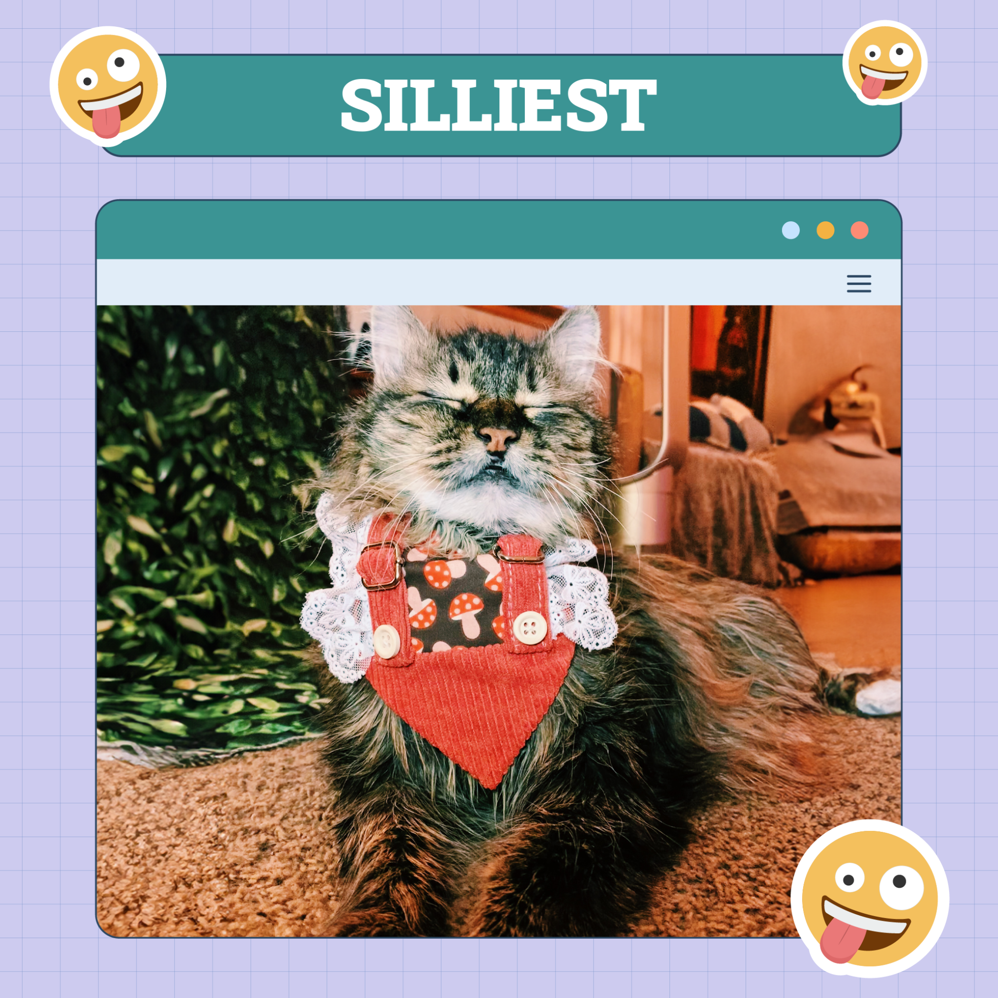 Cats of the Week Winners (December 12, 2024)