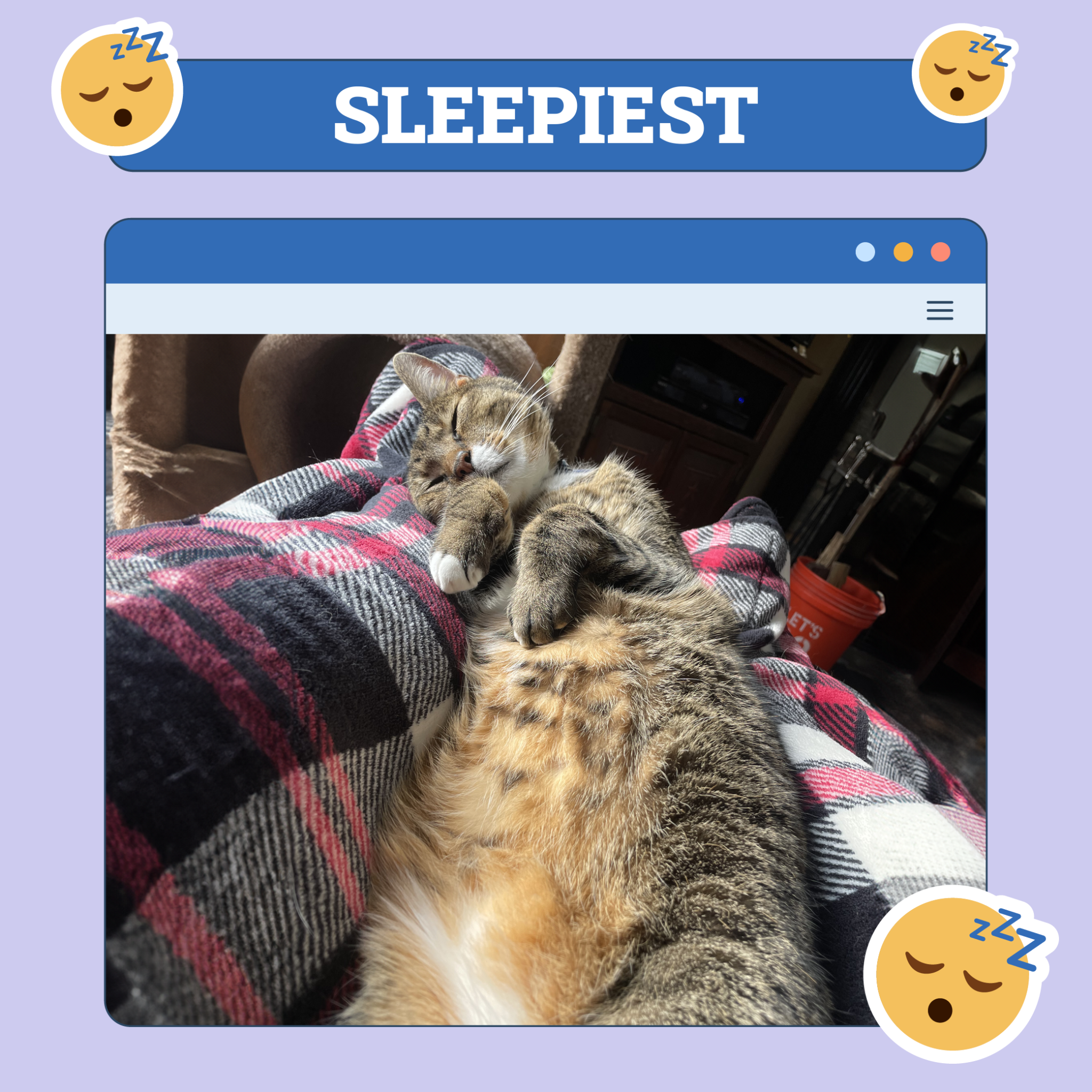 Sleepiest Cat Week