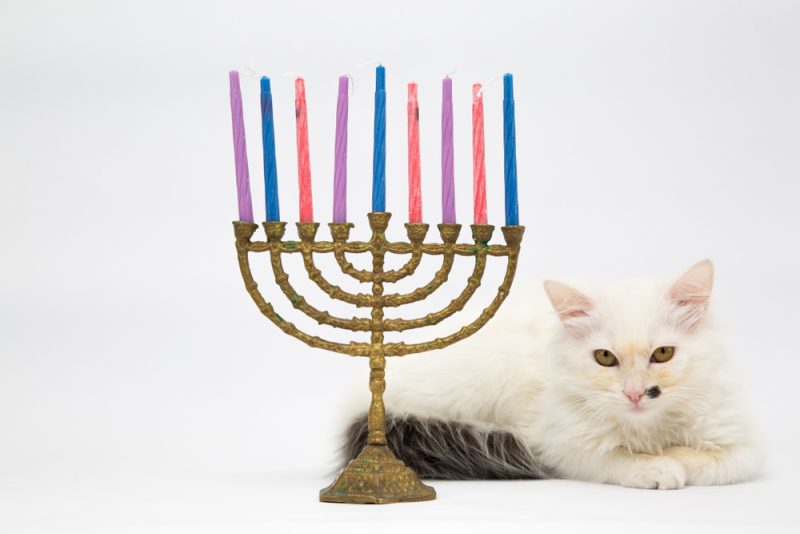 cat and Hanukkah menorah with color candles for jewish holiday