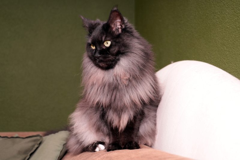 smoke Maine Coon cat sitting on the armrest of the couch