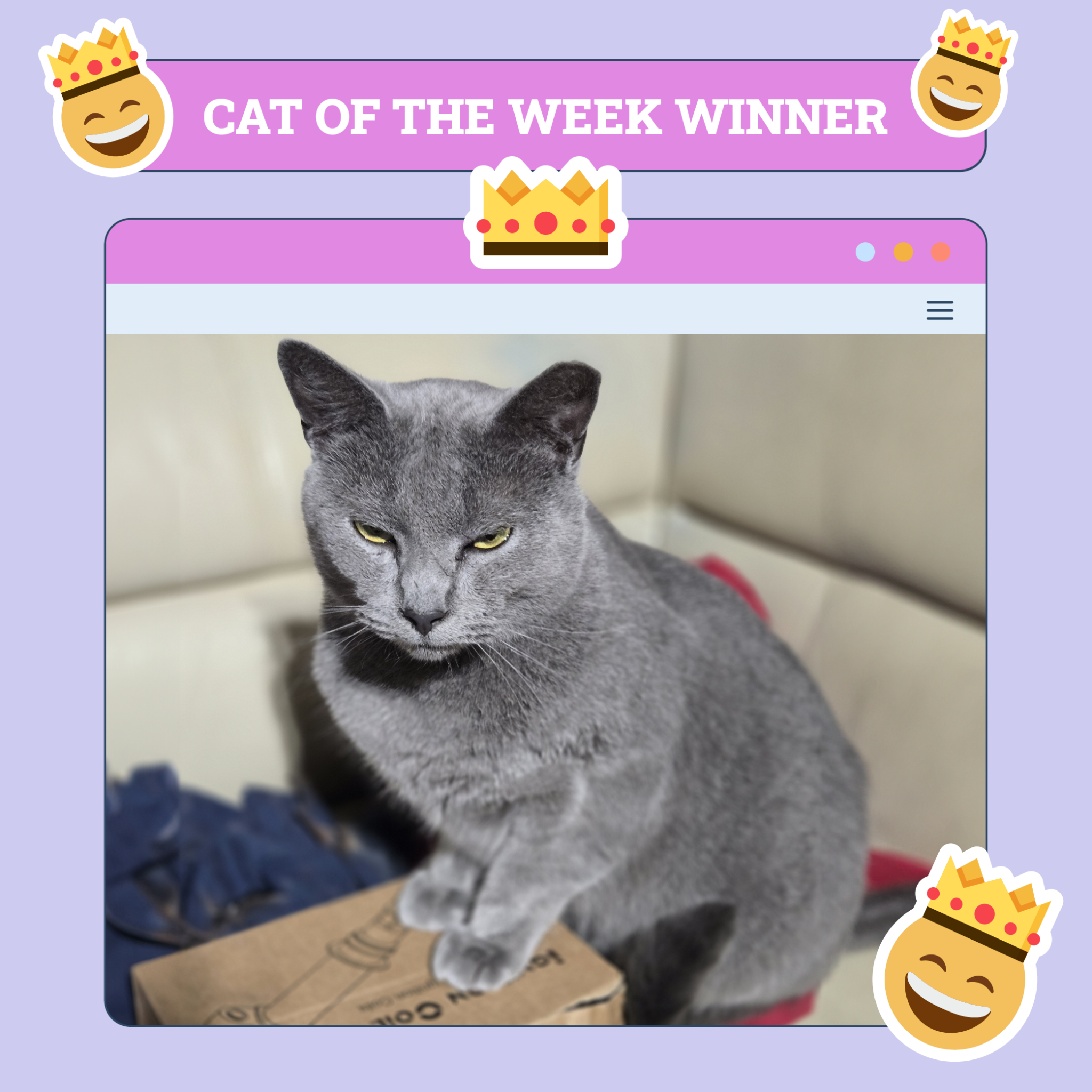 Cat of the week winner