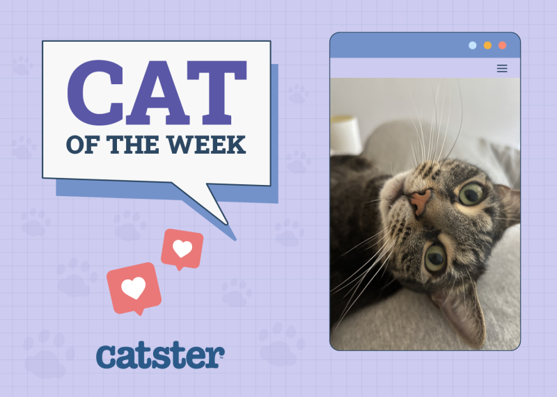 Cat of the week winner