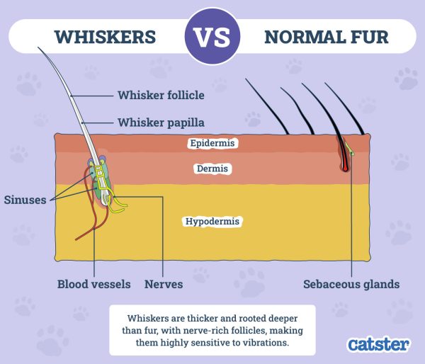 Do Cats Have Whiskers on Their Legs? Vet-Reviewed Facts & FAQ - Catster - Cat Whisker Function In Soothing Mechanism