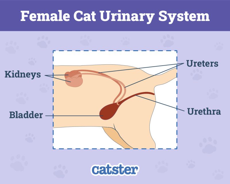 View of How to Prevent Urinary Tract Infections in Cats: Our Vet Explains the ...