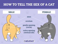 How Do You Determine a Cat’s Sex? A Vet-Approved Guide - Catster