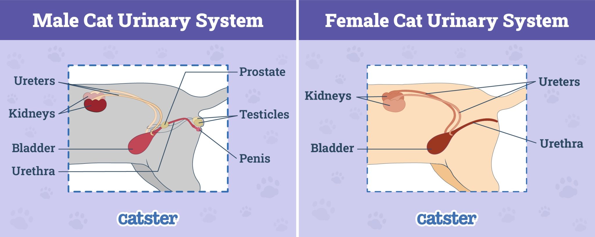 Male-vs-Female-Cat-Urinary-System