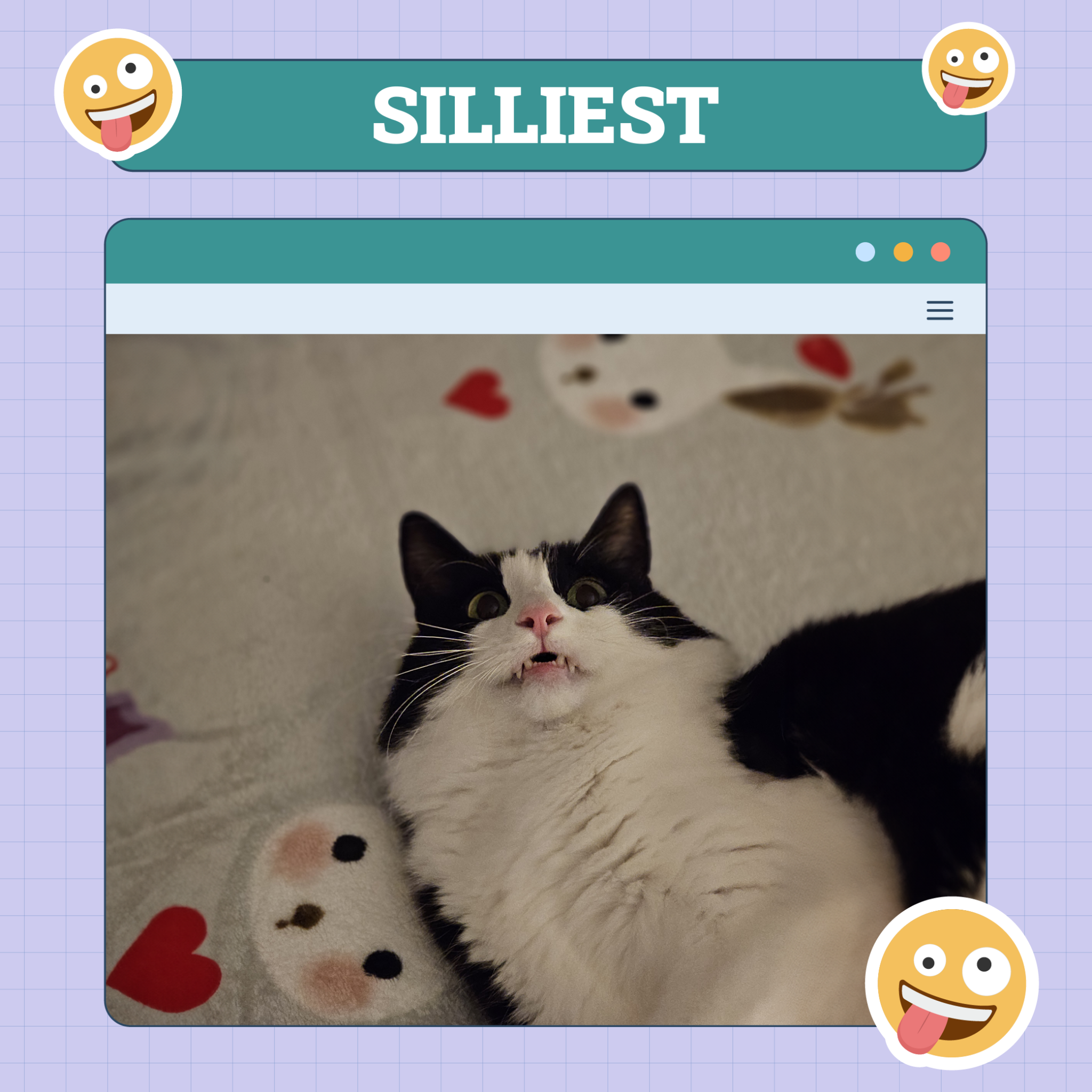 Silliest Cat