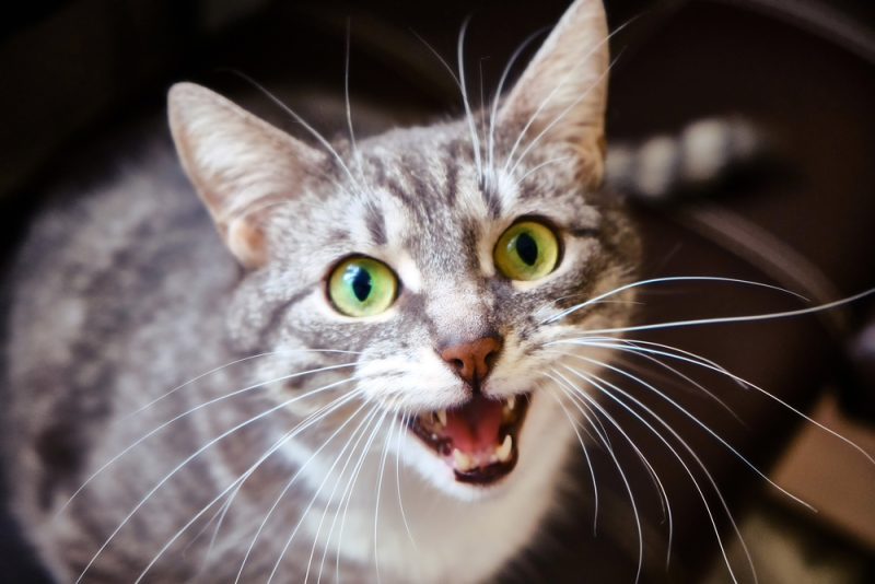 agressive cat meowing