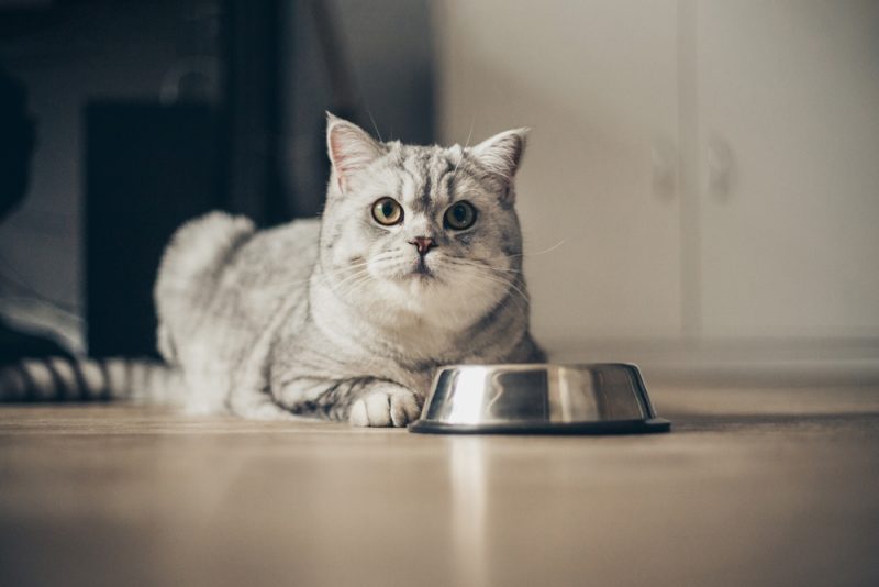 cat by a bowl
