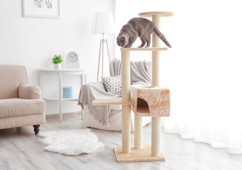 cat on top of a cat tree