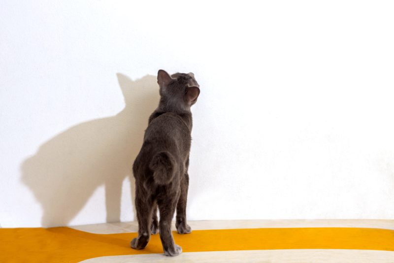 cat staring at the wall