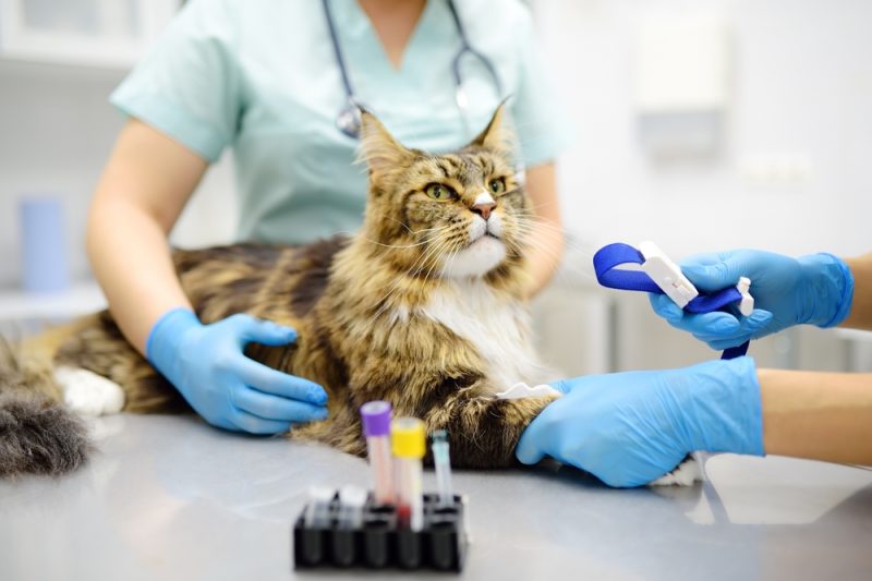 Cat undergoing blood testing at the veterinarian