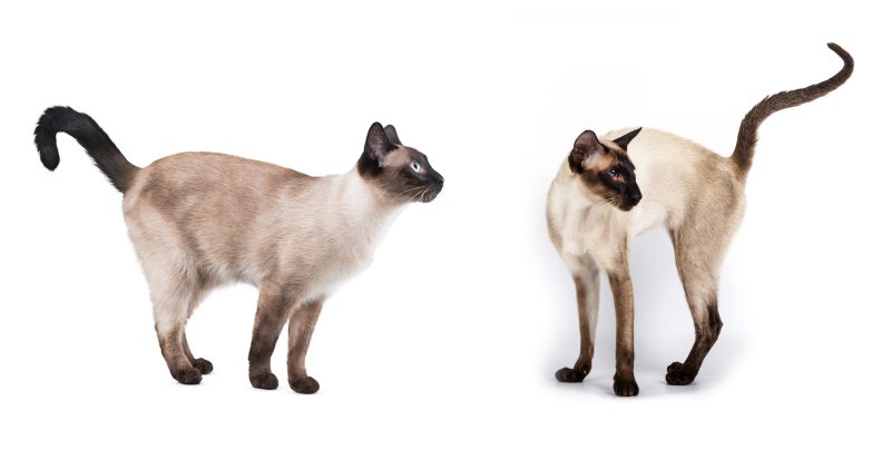 apple head and wedge head siamese cats
