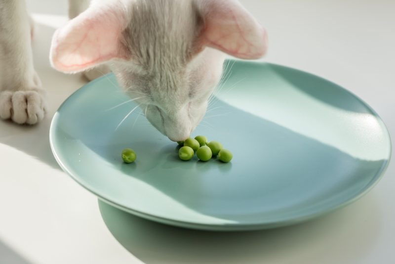 cat eating green beans from plate
