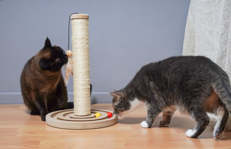 two cats playing with a toy indoors