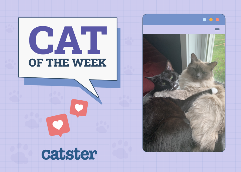 Cat Week