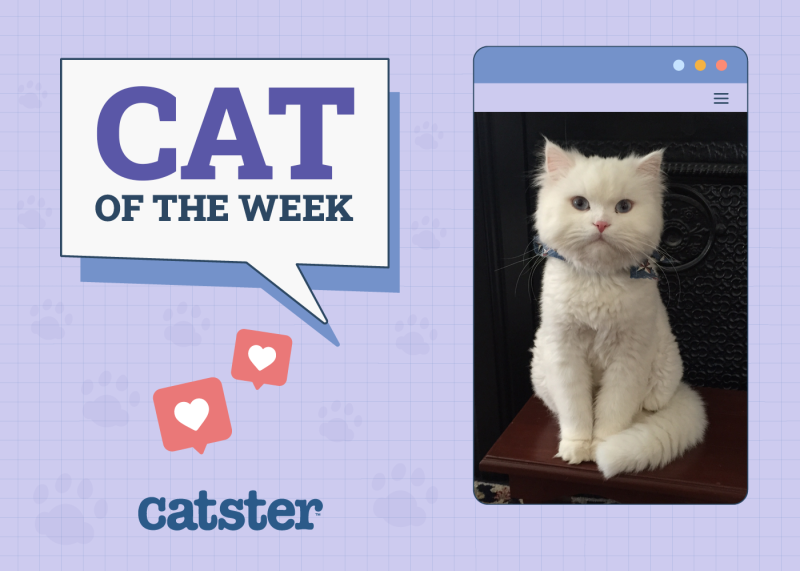 Cat Week Winner