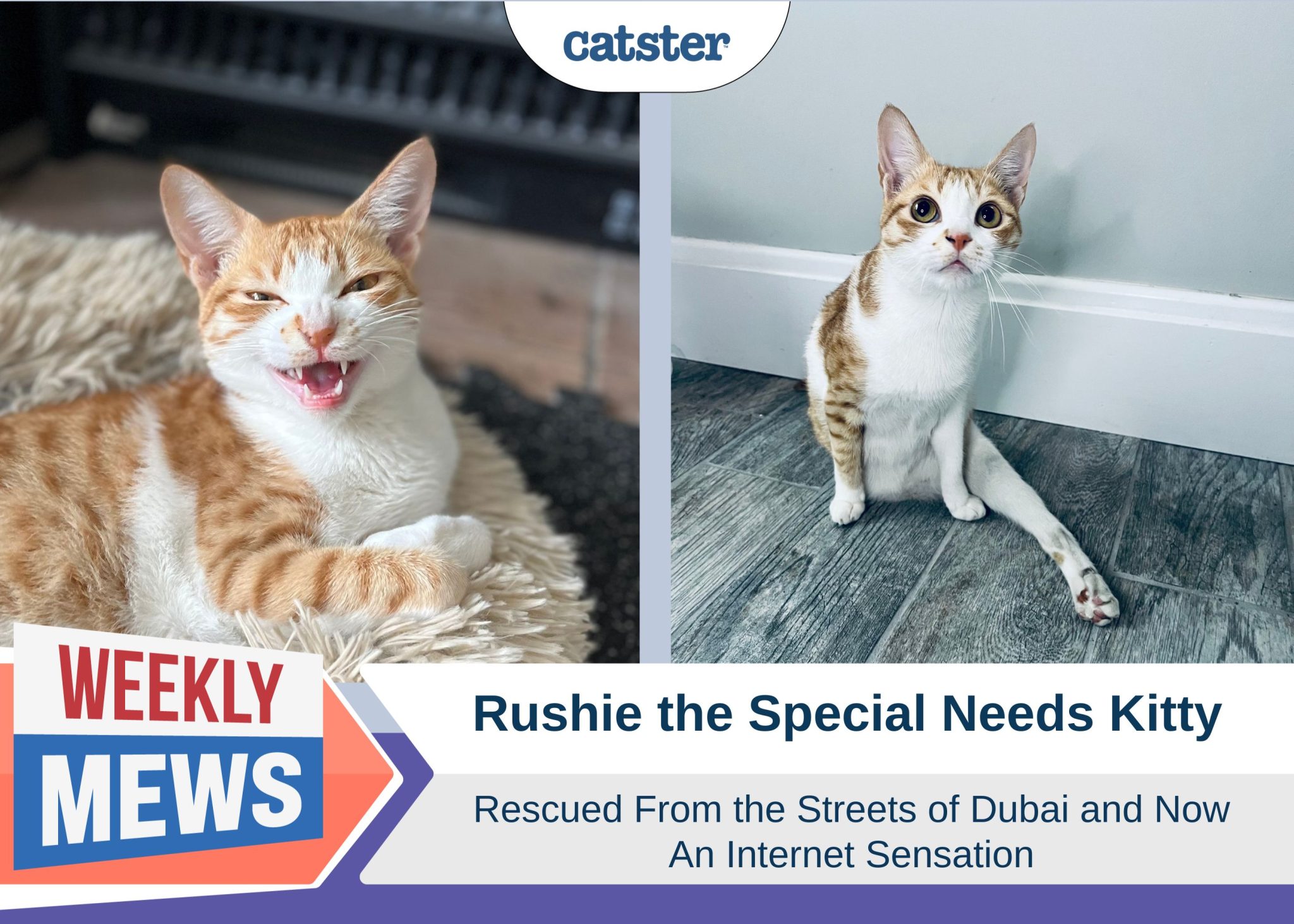 Rushie the Special Needs Kitty