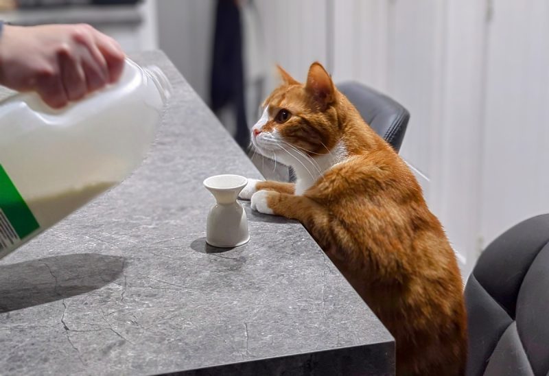 Got milk?