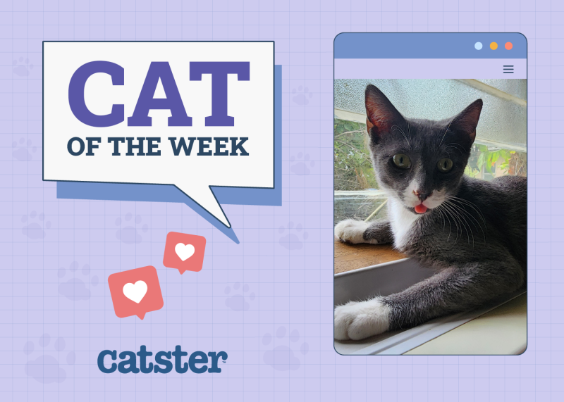 Cat Week Winner