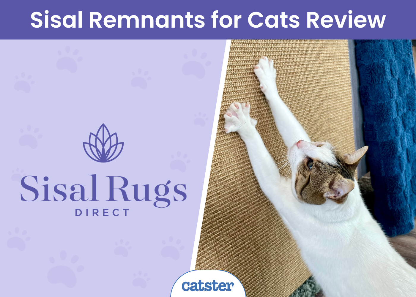 Robot Cats Are They The Pets Of The Future Pros Cons FAQ Catster Robot Cats Are They The Pets Of The Future Pros Cons FAQ Catster