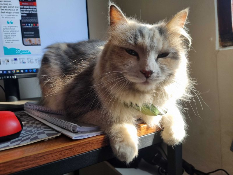 The Face of Judgement