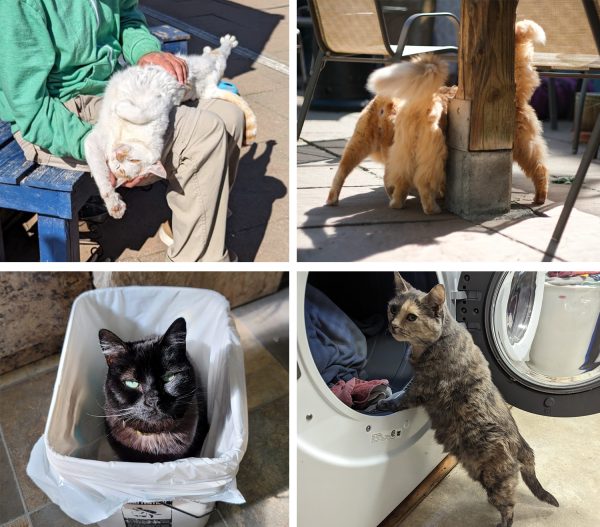 RAPS Cat Sanctuary - A Forever Home For the Cats No One Wanted (with ...