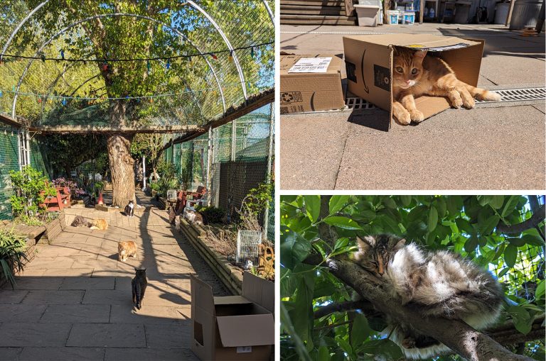 RAPS Cat Sanctuary - A Forever Home For the Cats No One Wanted (with ...