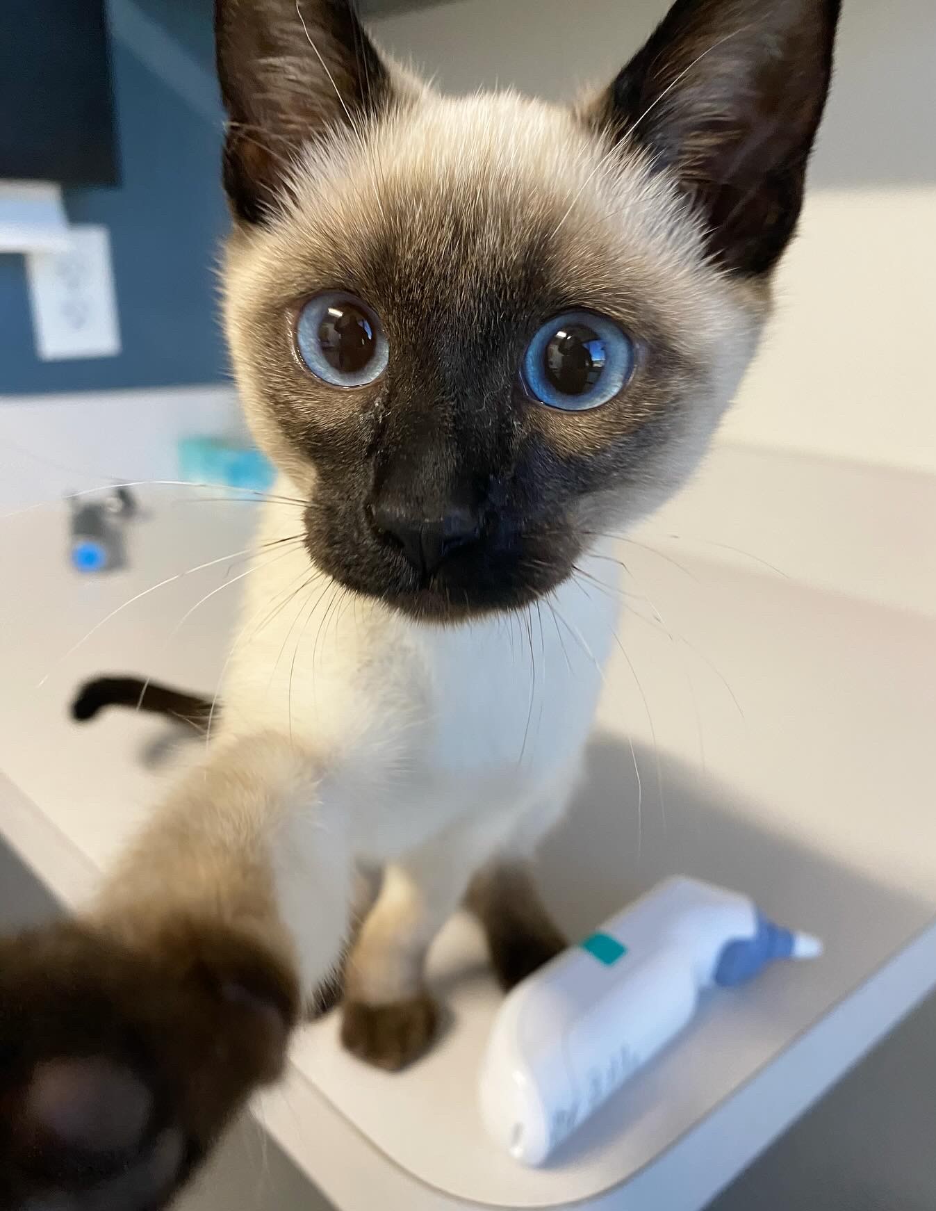 siamese
